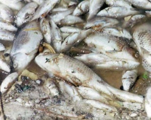 Сигнализират за опасност от биологично замърсяване заради рибата във "Въча"