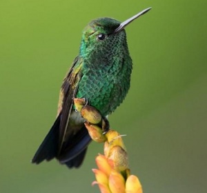 Очарователната красота на най-малката птица в света