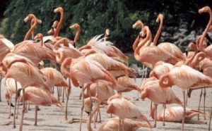 Заради студа в Черна гора умряха десетки птици фламинго
