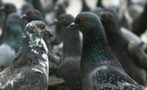 450 хил. са заразените с птичи грип у нас пернати