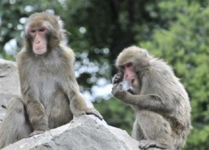 Специална диета удължава живота на маймуните