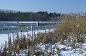 Заради леда фериботите по Дунав няма да работят