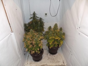 Откриха домашна наркооранжерия в Костинброд