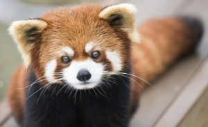 Рядък вид червена панда избяга от клетката си във Виджиния (ВИДЕО)