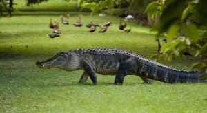 Алигатор размята сина на Кличко в зоопарк в Маями