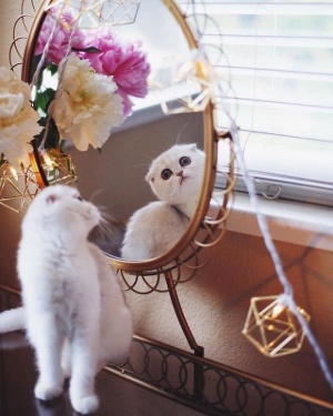 Виж как изглежда дно коте, когато е виновно (СНИМКИ)