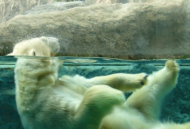Камера показа ежедневието на застрашена от изчезване полярна мечка (ВИДЕО)
