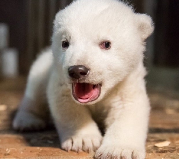 Едва днес се разбра полът на мечето от зоопарка в Берлин