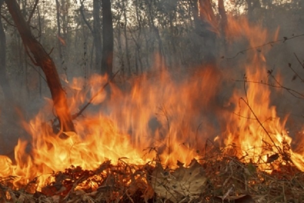 Стадо овце изгоря при пожар в смолянското село Стража