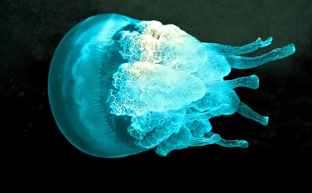 Океанска медуза ще брани рибите от паразити в Черно море