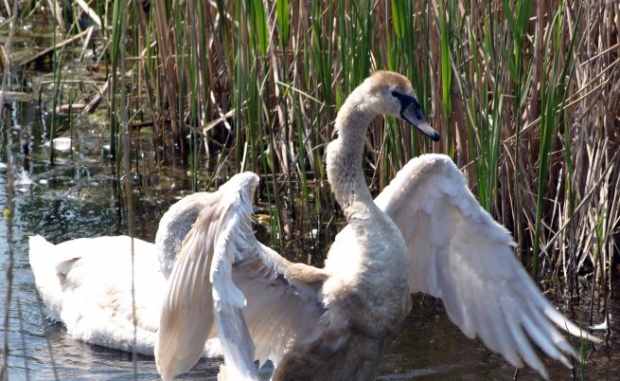 Откриха птичи грип в мъртви лебеди край Созопол