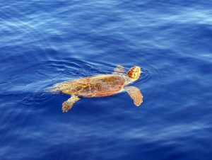 Рядък вид морска костенурка прекоси Черно море през Босфора