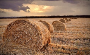 Земеделските стопани получиха 128 млн. лева от фонд „Земеделие“