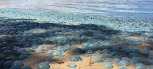 Хиляди сини медузи покриха плаж в Австралия