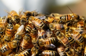 Пчеларите очакват големи загуби на пчелни семейства