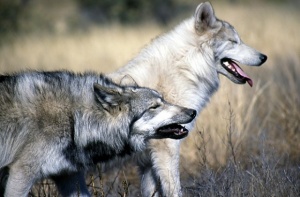 Родни ловци гонят румънски вълци край Дунав
