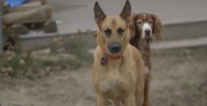 След ДНК тест! Онивиниха куче осъдено на смърт