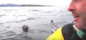 Любопитно тюленче изненада група каякари