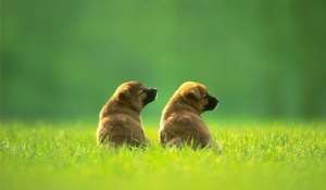 Незадомените британки си падат по мъжете с кучета, намират ги за по-секси