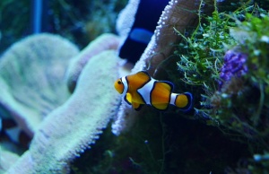 Руска туристка научи по трудния начин, че храненето на риби e забранено в Тайланд