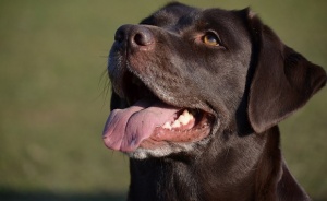 Задължително! Всяко куче да е с микрочип