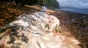 Океанът изхвърли неизвестно морско същество на плажа във Филипините