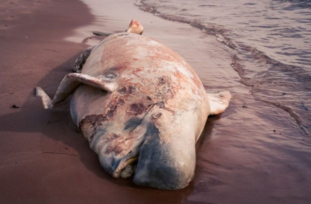 Над 30 найлонови торбички бяха открити в стомаха на кит край Норвегия