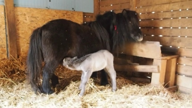Варненският зоопарк е горд стопанин на прекрасно пони (СНИМКИ)