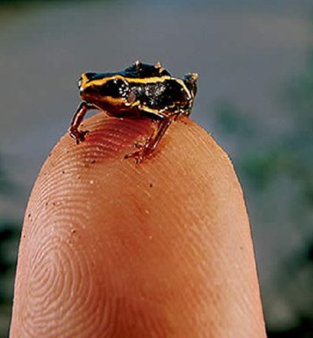Изследователи откриха четири нови вида индийски нощни жаби