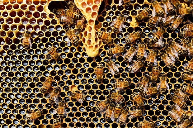 Опасен пестицид води до масово измиране на пчелите