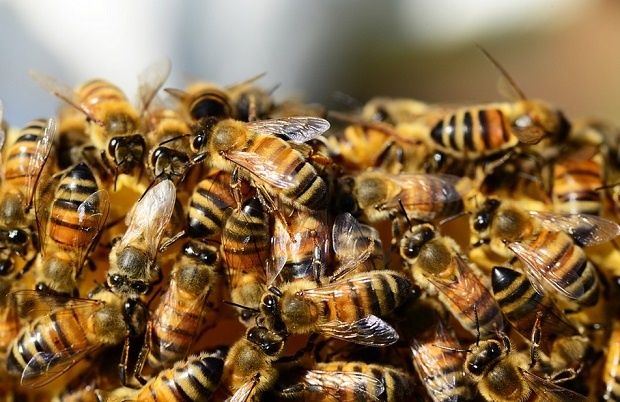 Българска технология спасява пчелни кошери