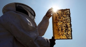 2 години зад решетките за крадец на пчелни кошери край Тервел