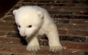 Тъжна вест! Почина полярното мече от берлинския зоопарк