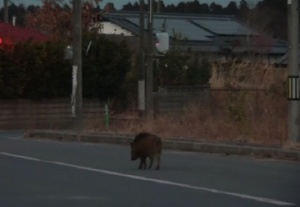 Новите обитатели на японската префектура Фукушима