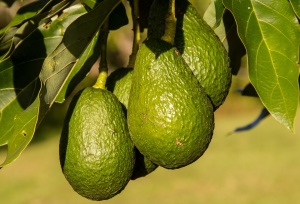 Пет причини да заобичате авокадото