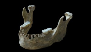 Неандерталците се лекували с „аспирин“ и антибиотици