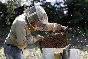 Крадци тарашиха инвентар за пчелни кошери в Добрич