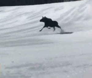 Любопитен лос подгони сноубордистка (СНИМКА)
