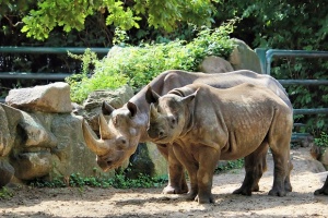 Зоопарк в Чехия маха роговете на носорозите