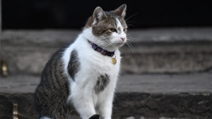 Мишеловът от "Даунинг стрийт" на крачка от "уволнение" (СНИМКА/ВИДЕО)