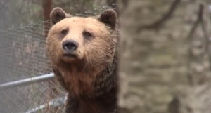 Танцуващите мечки са на свобода вече 10 години