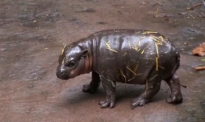 Първи стъпки на бебе хипопотам пред публика в зоопарк в Сидни