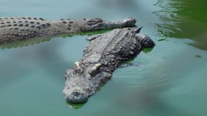 Младеж посегна на крокодил заради момиче в Австралия