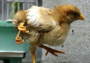 Четирикрако пиле се излюпи във ферма в Бразилия (ВИДЕО)