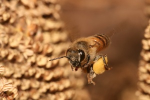 Пчелари готвят протести на Дунав мост