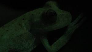 Уникално откритие! Намериха първата в света светеща жаба (ВИДЕО)