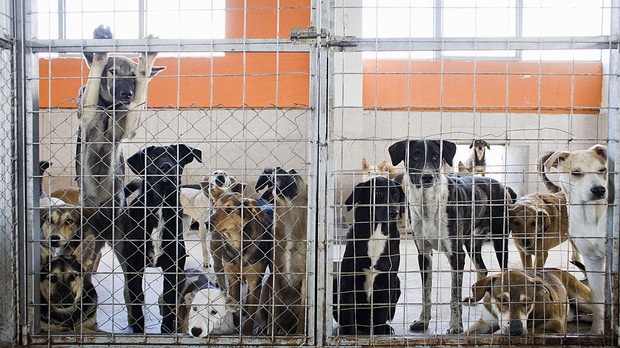 Собственици на бойни кучета масово изоставят любимците си в приюти