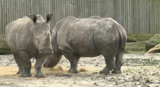 Бракониери убиха носорог в парижки зоопарк, за да вземат роговете му