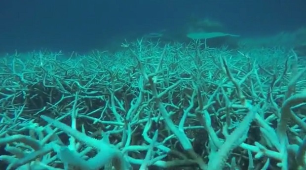 Големият бариерен риф побеля отново заради прекаленото затопляне на океанската вода
