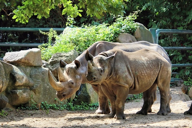 Зоопарк в Чехия маха роговете на носорозите